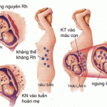 co che tac dong cua khang the tu me