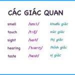 tieng-anh-cac-giac-quan
