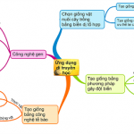 so-do-tu-duy-mon-sinh-hoc-lop-12-4-640×246