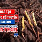 Dao-tao-y-hoc-co-truyen-pasteur-sai-gon-pasteur-13-7-19