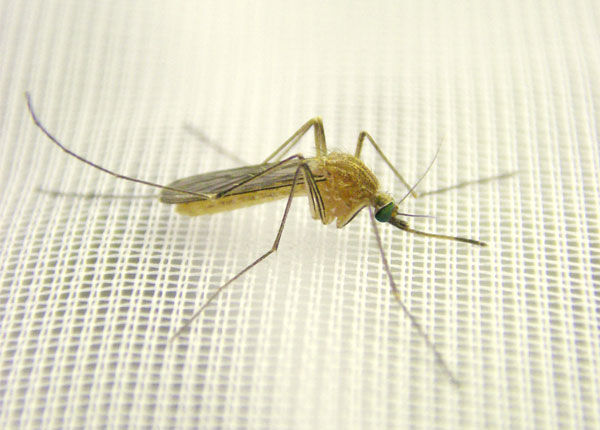 Muỗi là vật trung gian gây bệnh viêm não Nhật Bản