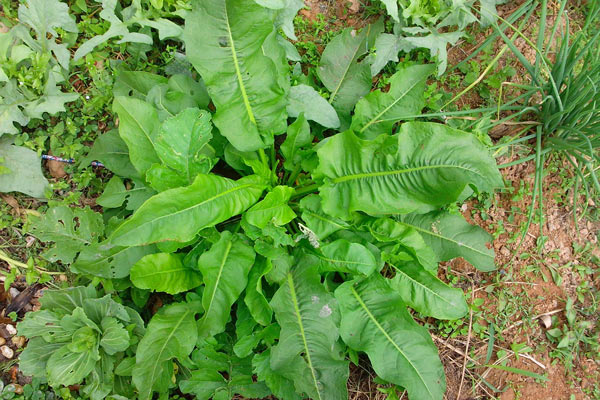 Chút chít (Rumex spp.) – Vị thuốc thanh nhiệt, giải độc, nhuận tràng từ họ Rau răm