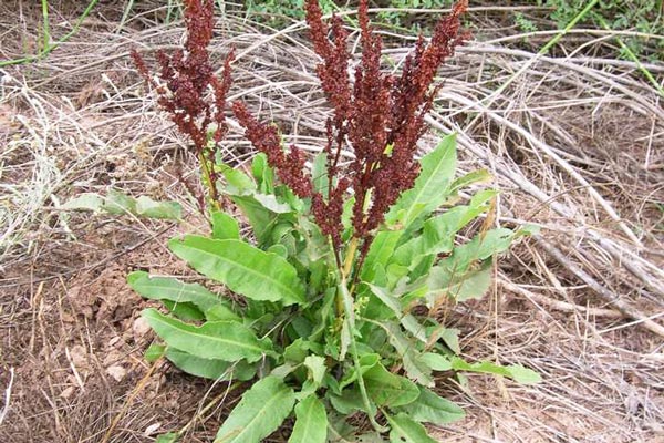 Hình ảnh hoa của cây Chút chít