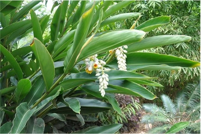 Cây Thần kỳ – Alpinia zerumbet: Dược liệu tiềm năng hỗ trợ chống lão hóa và sức khỏe tim mạch