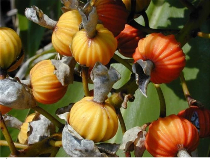 Hình ảnh: Hoa, lá và quả của cây Thần kỳ