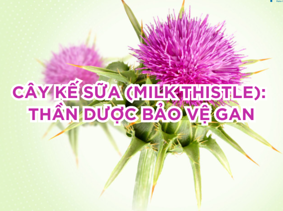 Cây Kế sữa – “Thần dược” bảo vệ gan từ thiên nhiên
