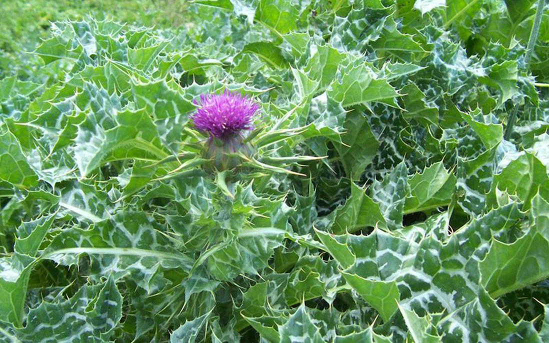 Hình  ảnh Cây Kế sữa