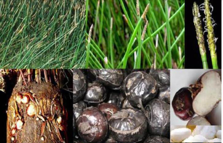 Hình ảnh Các bộ phận của cây Mã thầy