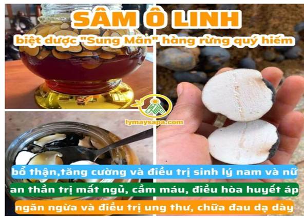 Sâm Ô Linh có thực sự như quảng cáo không?