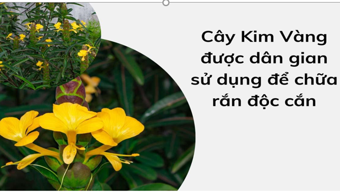 Kim Vàng được sử dụng để chữa rắn độc cắn
