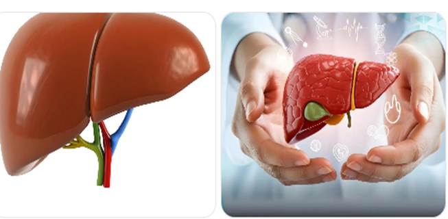 Hình 2: Gan là cơ quan giải độc tự nhiên của cơ thể