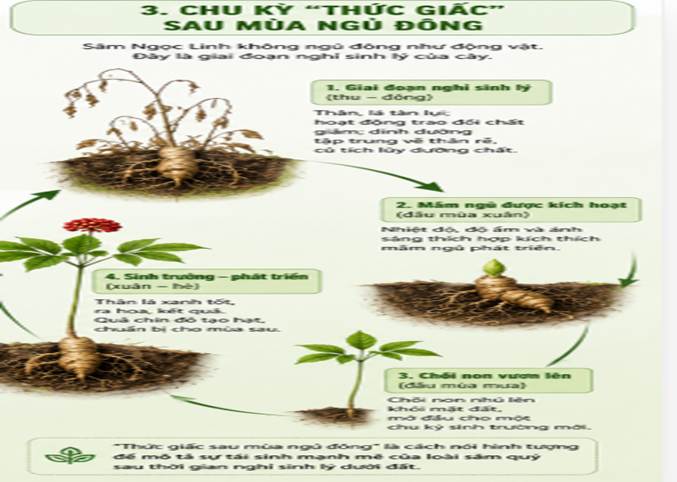 Hình ảnh cây Sâm Ngọc Linh “Quốc bảo” của người Việt