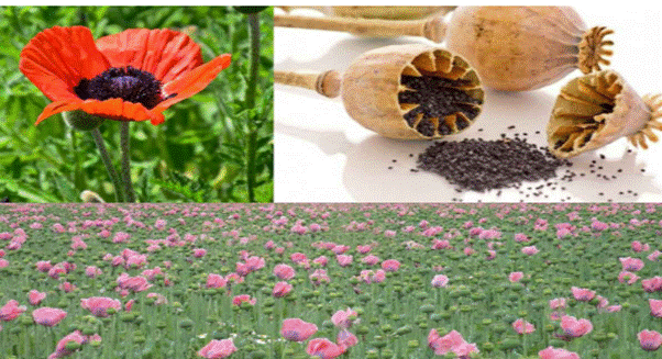 Hình ảnh các bộ phận của cây thuôc phiện ( cây Anh Túc)