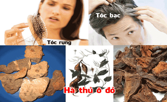 Tác dụng của Hà thủ ô đỏ chế